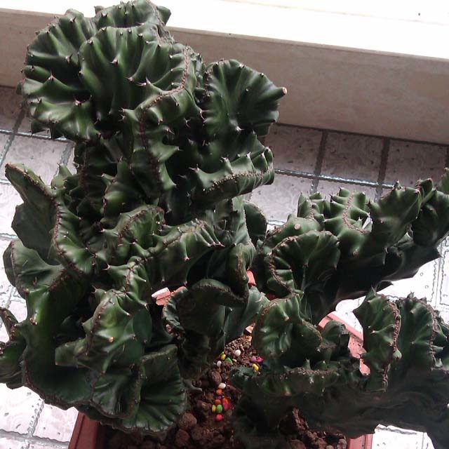 Cereus sp. f. menst