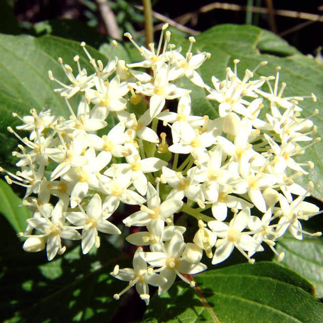 Cornus stolonifera