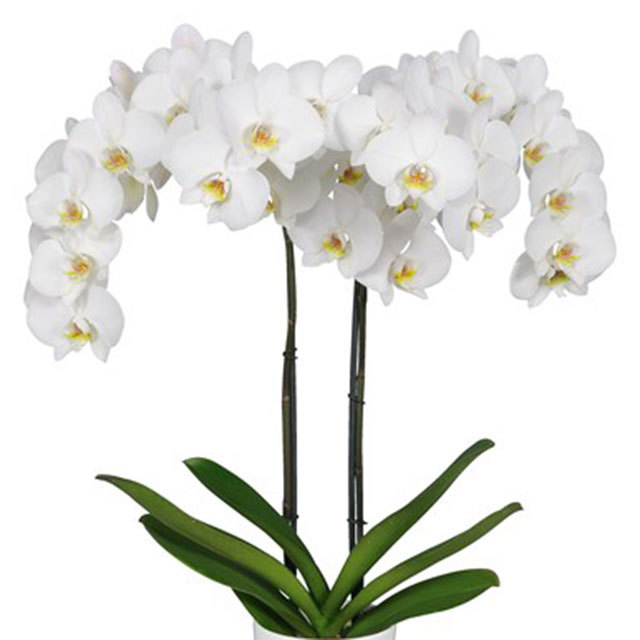 Phalaenopsis Leeds