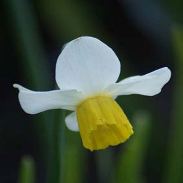 Narcissus Jack Snipe