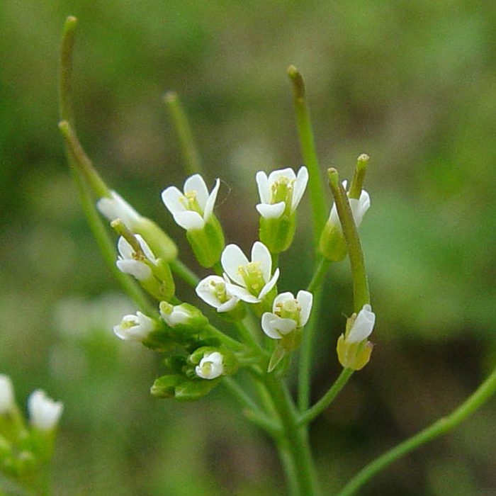 Arabidopsis thaliana