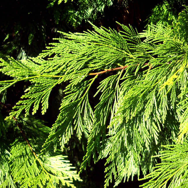 Calocedrus decurrens