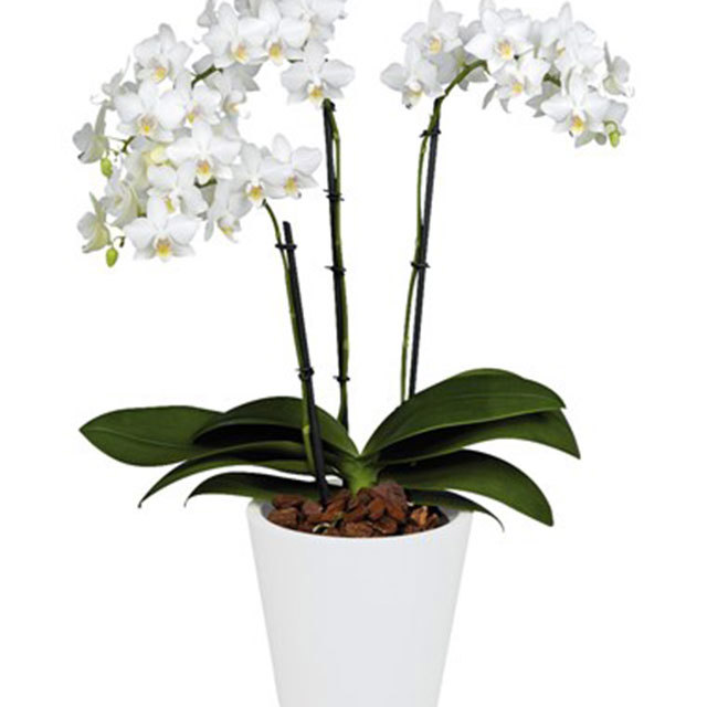 Phalaenopsis Esmeraldas
