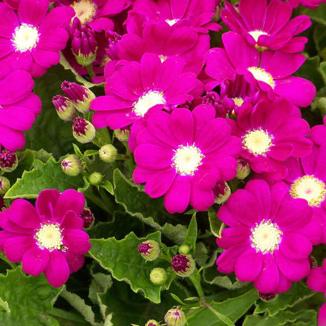Pericallis x hybrida