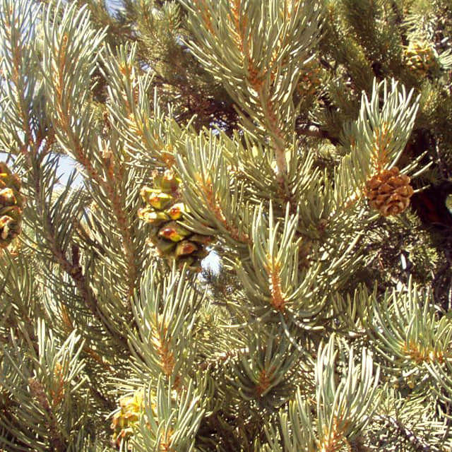 Pinus monophylla