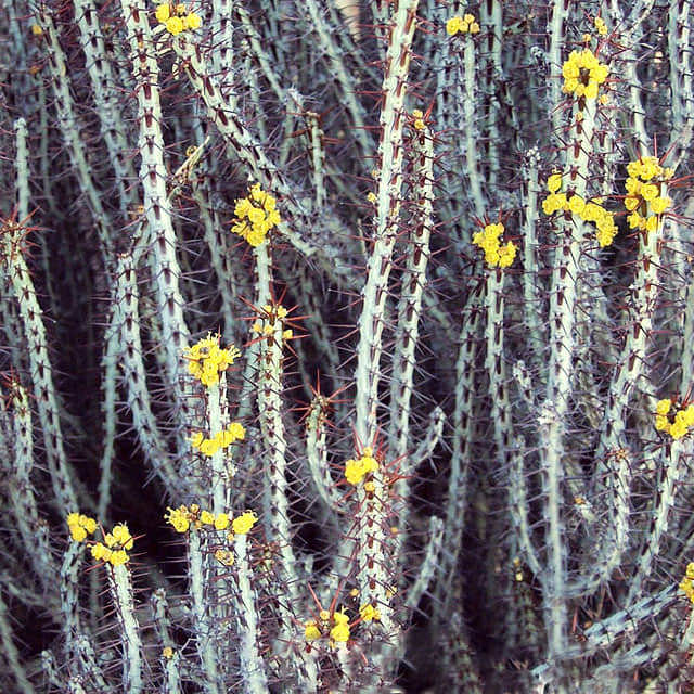 Euphorbia aeruginosa