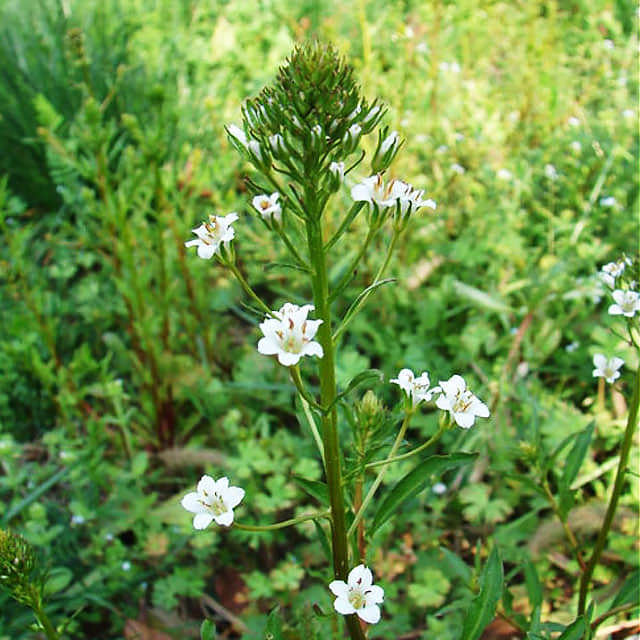 Lysimachia fortunei