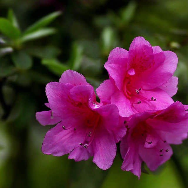 Rhododendron minus Fine Webbing