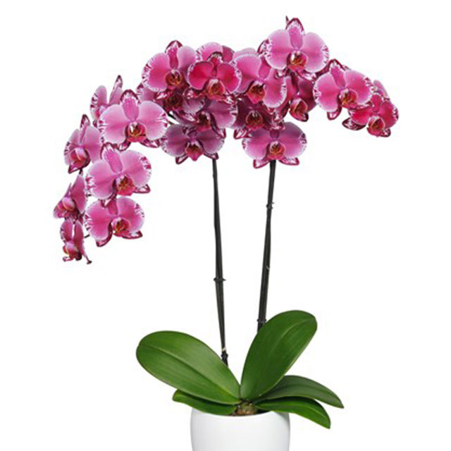 Phalaenopsis Ferrol
