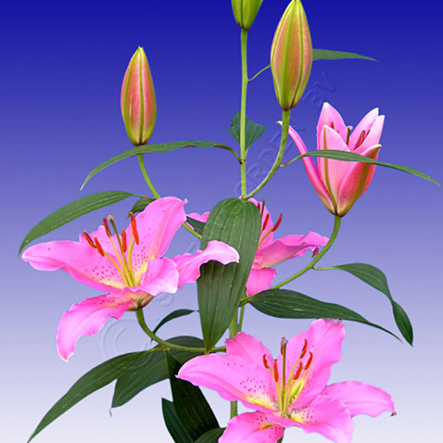 Lilium oriental Medusa Fine Webbing