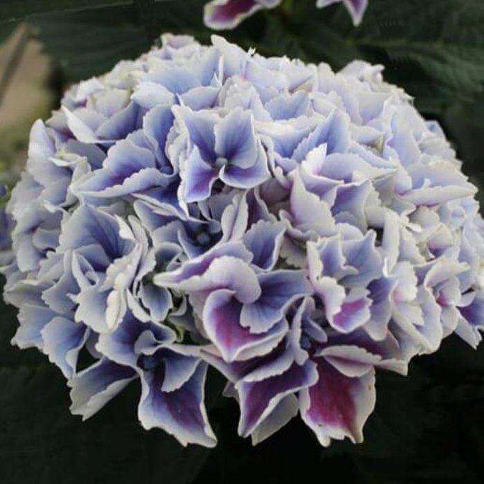 Hydrangea macrophylla Magical Sunshine Drooping Leaves
