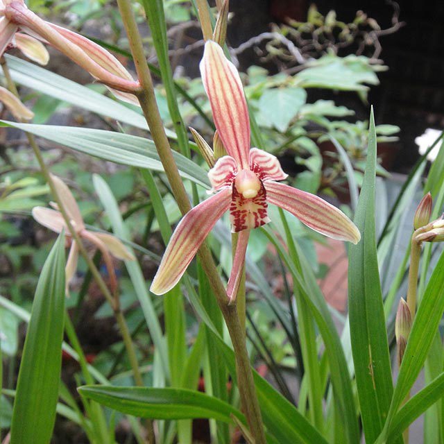 Cymbidium defoliatum Tiny Black Flies