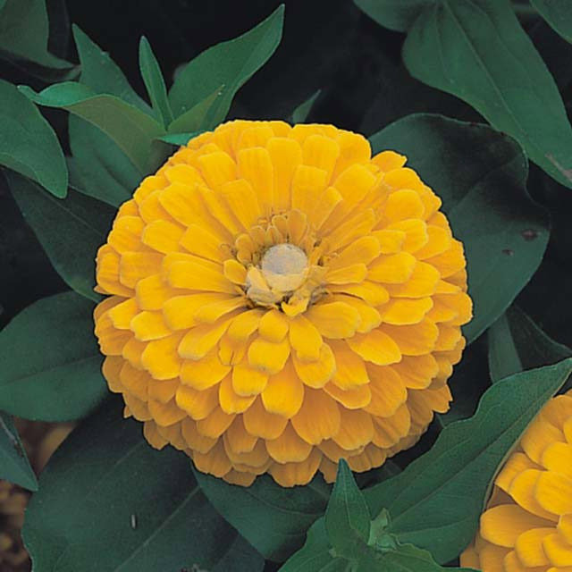 Zinnia Dreamland F1 Yellow Drooping Leaves