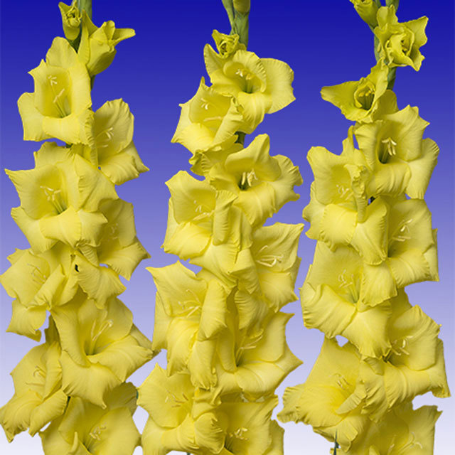 Gladiolus Route du Soleil