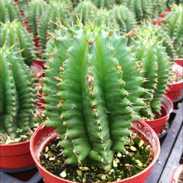 Euphorbia horrida