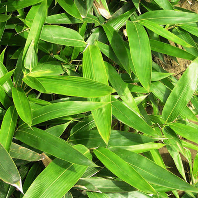 Indocalamus latifolius