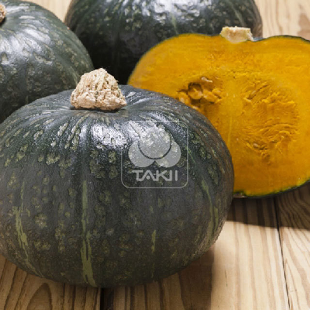 Squash Constanza F1 Sticky Leaves