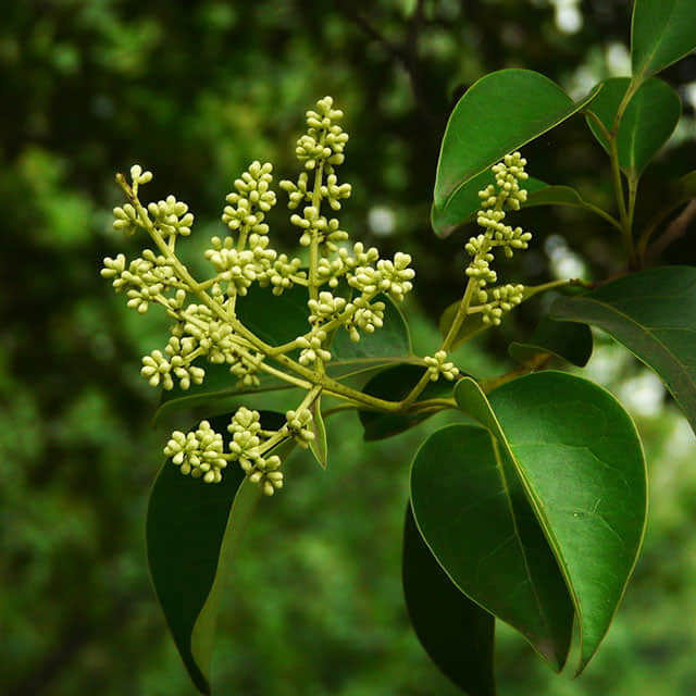 Ligustrum lucidum