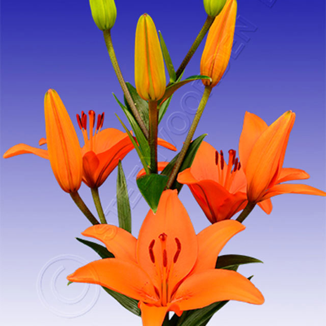 Lily Tres Chic Sudden Leaf Drop