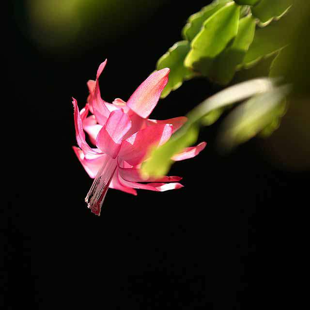 Schlumbergera bridgesii Drooping Leaves