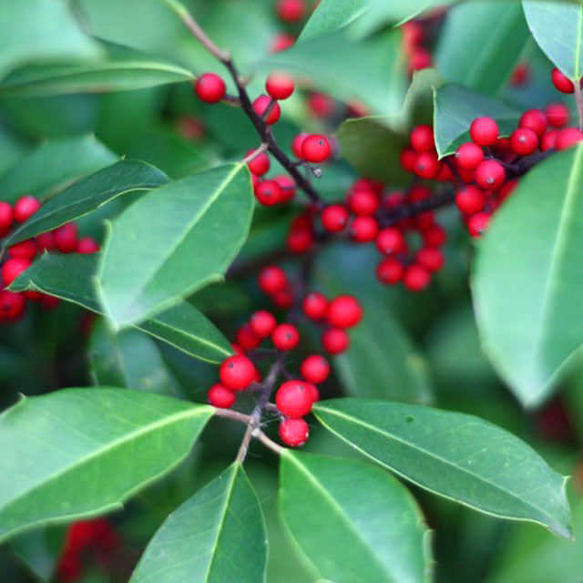 Ilex x attenuata Savannah