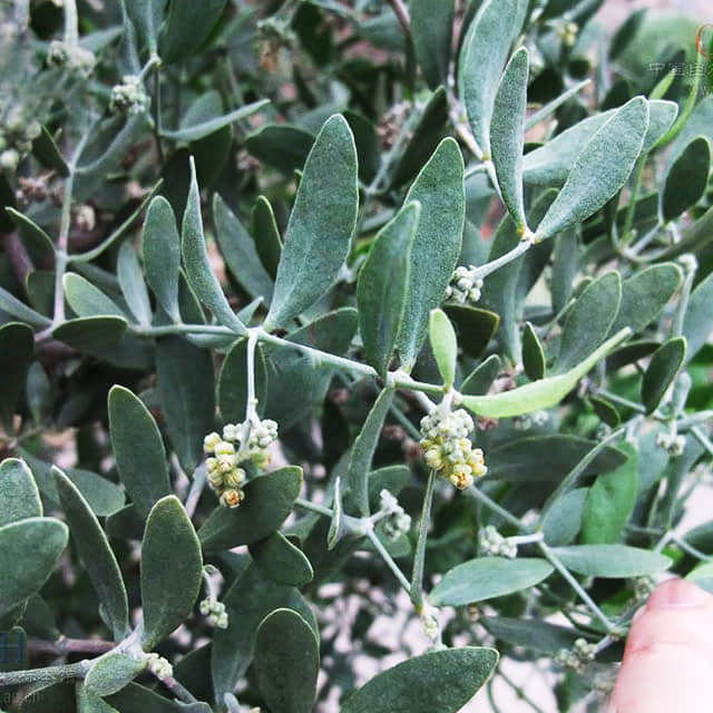 Simmondsia chinensis