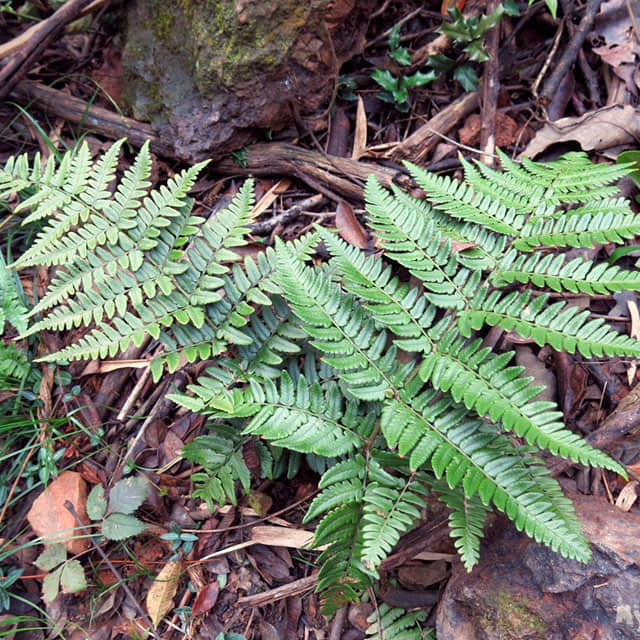 Polystichum polyblepharum