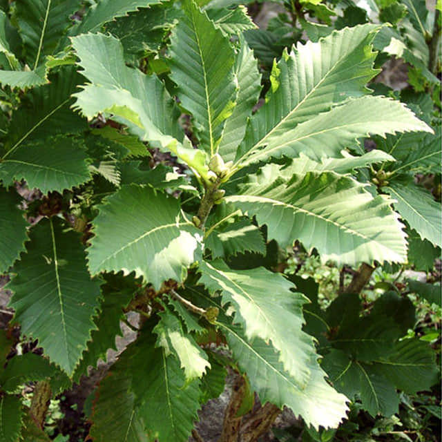 Quercus pontica