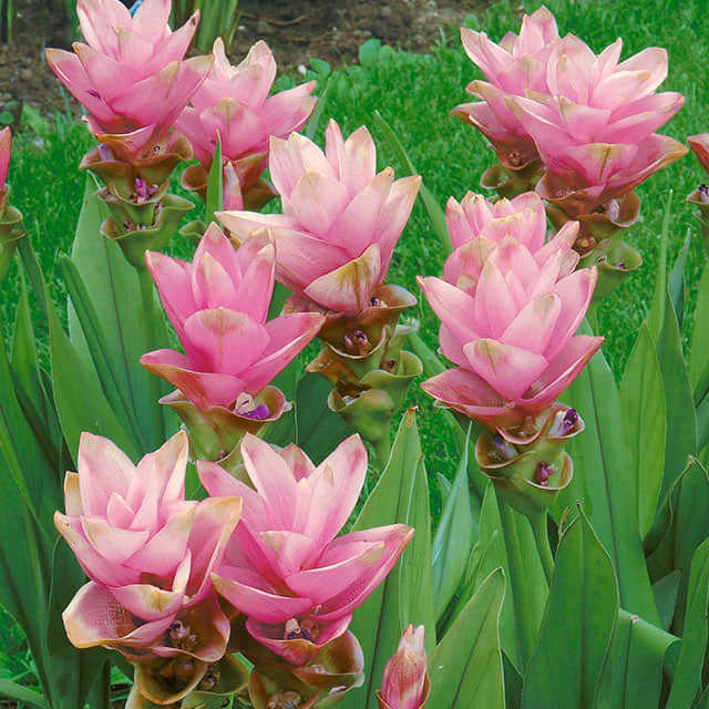 Curcuma longa