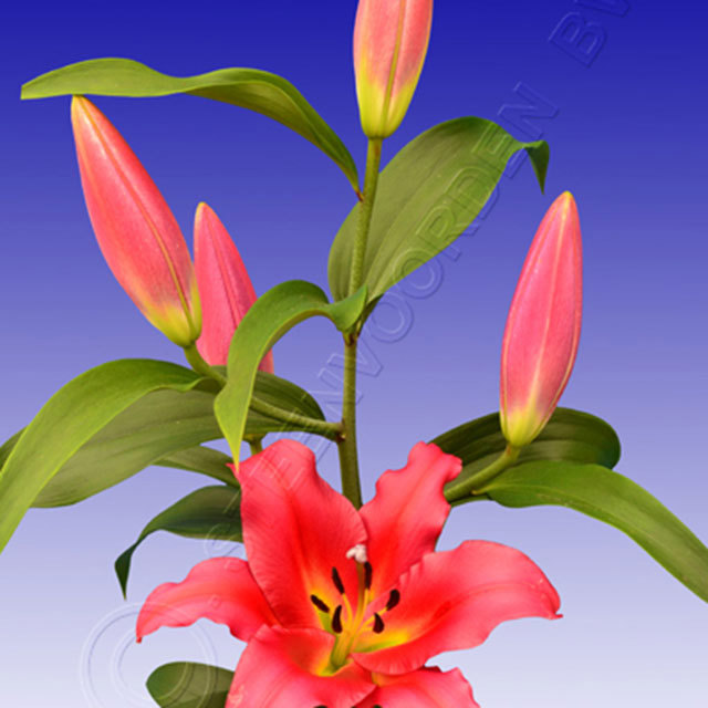 Lilium OT Theo Sudden Leaf Drop