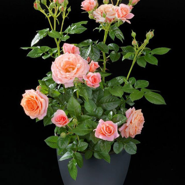 Mini Rose Rosa Terrazza Fragrance Tiny Black Flies
