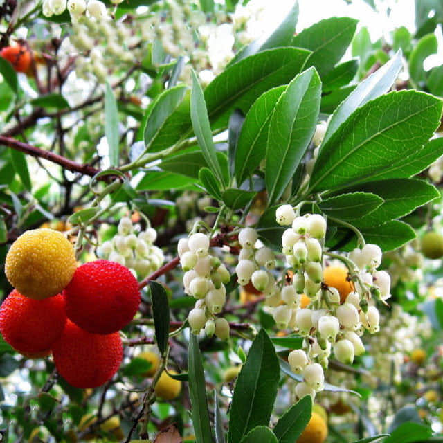 Arbutus unedo