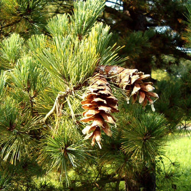 Pinus peuce
