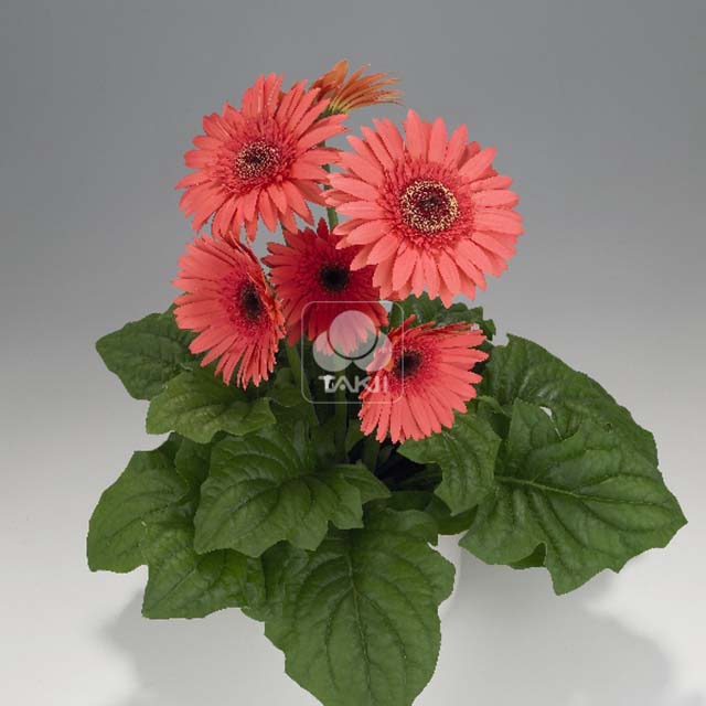 Gerbera jamesonii Watermelon