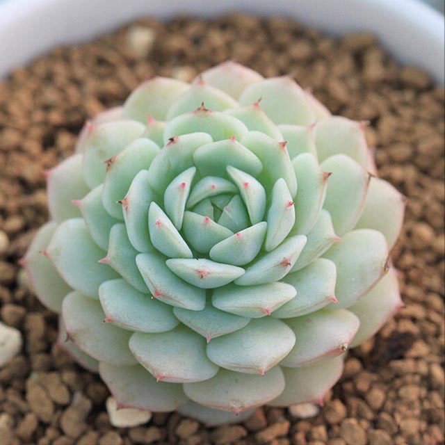 Echeveria derenbergii Fine Webbing
