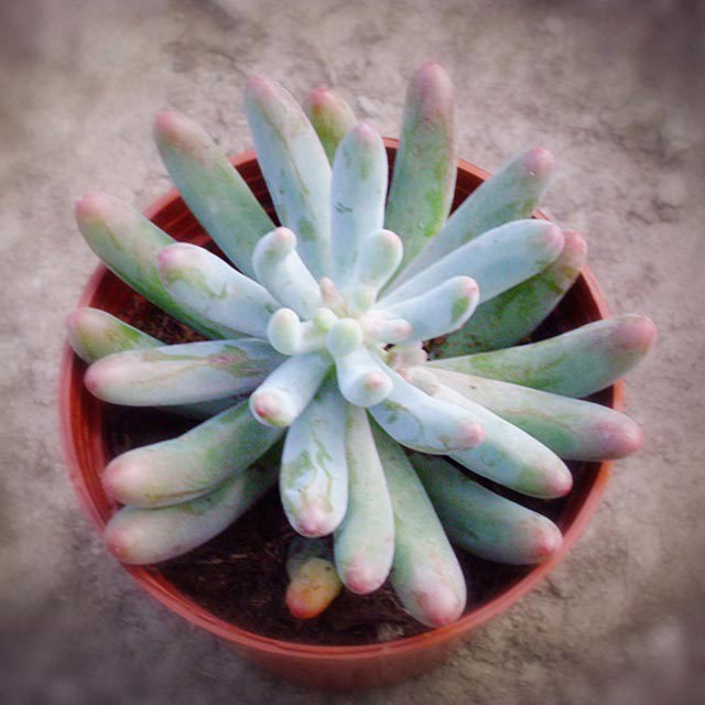 Sedum corynephyllum Leggy Stems