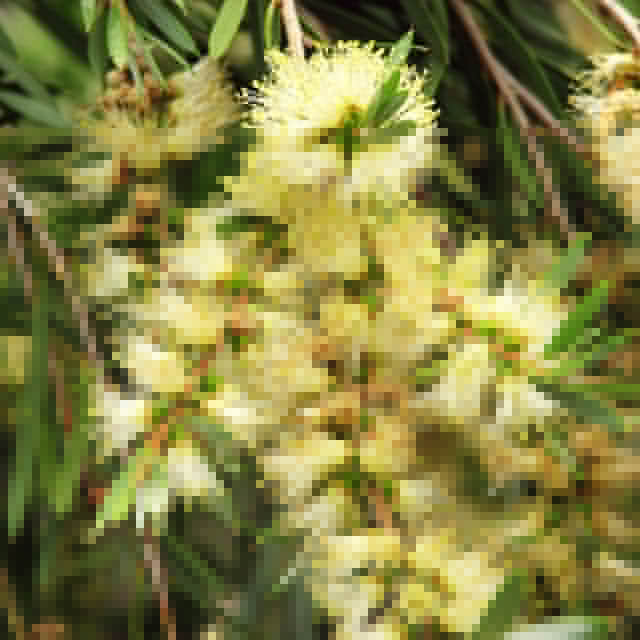 Callistemon sieberi