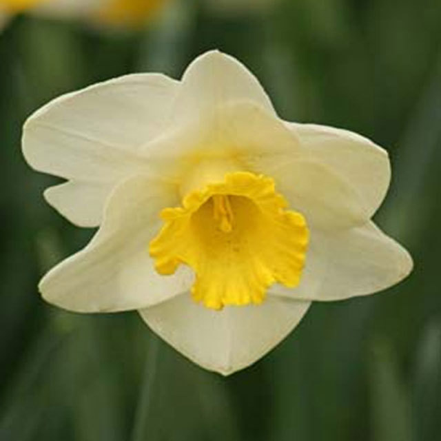 Narcissus Alpino Glow