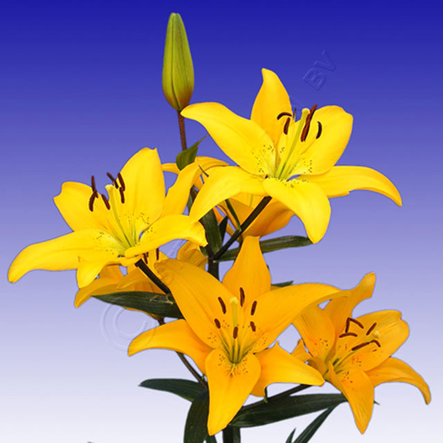 Lilium Salida White Cottony Spots
