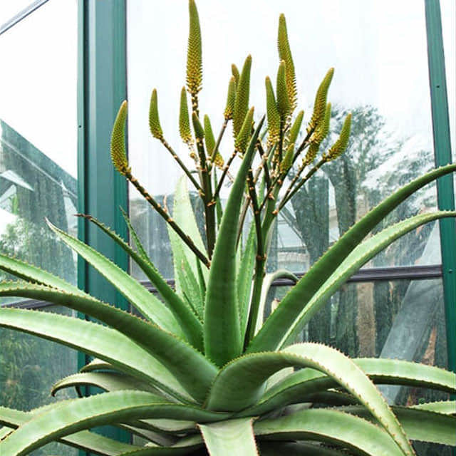 Aloe marlothii