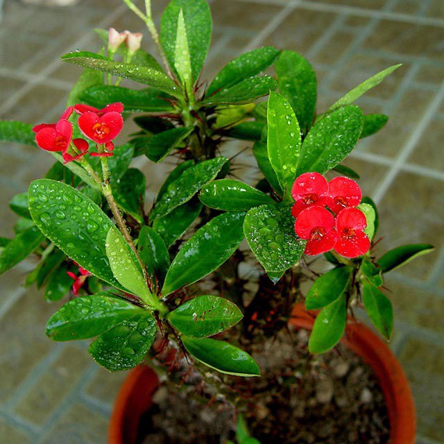 Euphorbia milii White Cottony Spots