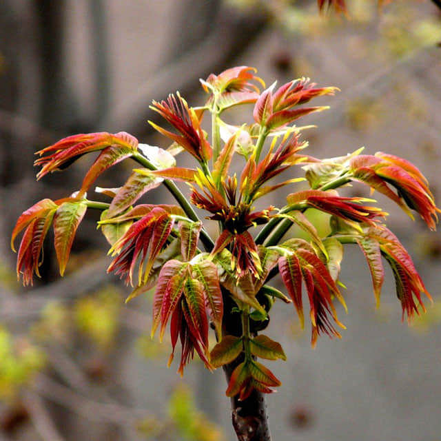 Toona sinensis