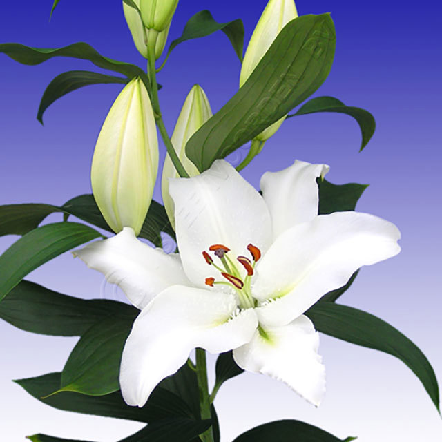 Lilium orientalis Ortolan Drooping Leaves
