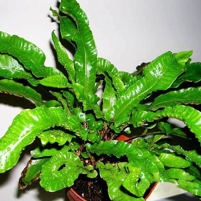 Asplenium scolopendrium