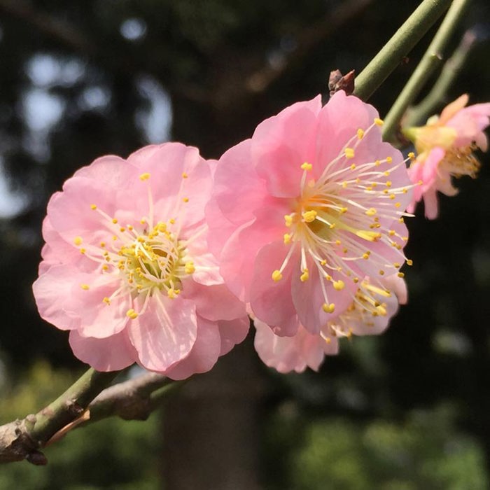 Prunus mume Alphandii