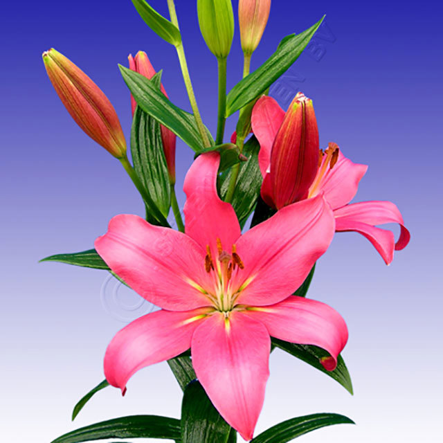 Lilium Indian Summer White Powder