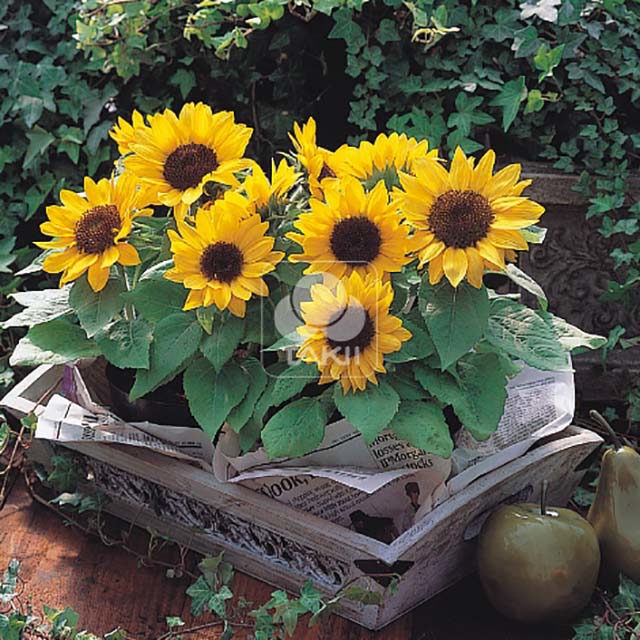 Helianthus annuus Sunny Smile