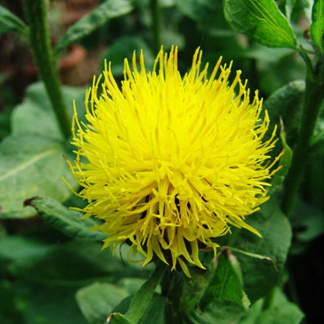 Centaurea macrocephala