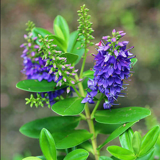 Hebe buxifolia