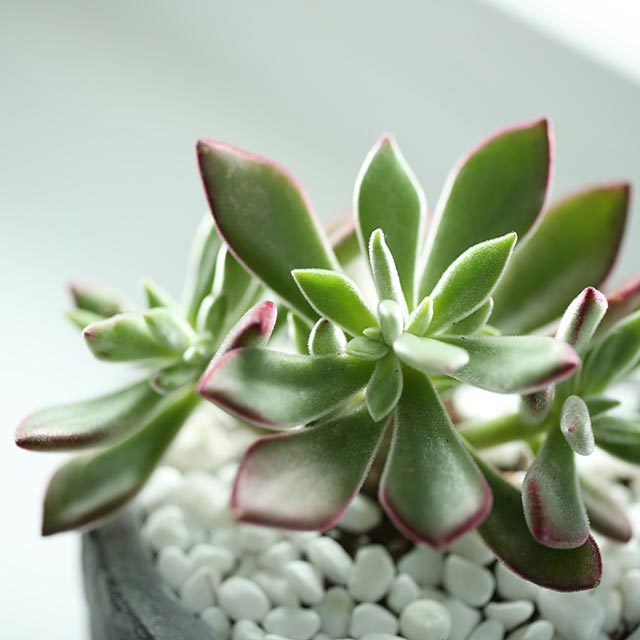 Echeveria pulvinata Sudden Leaf Drop